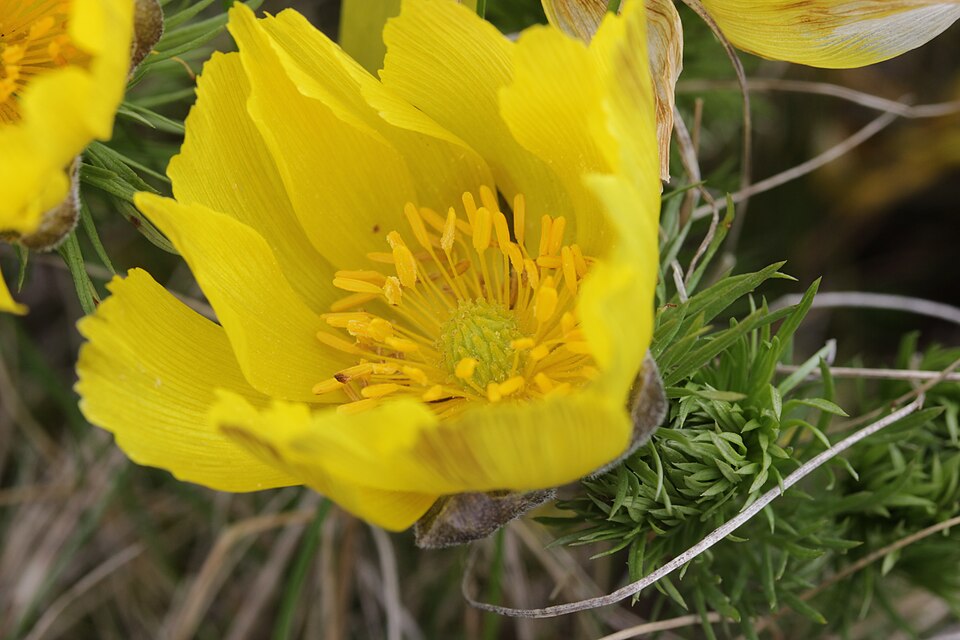 Adonis Vernalis
