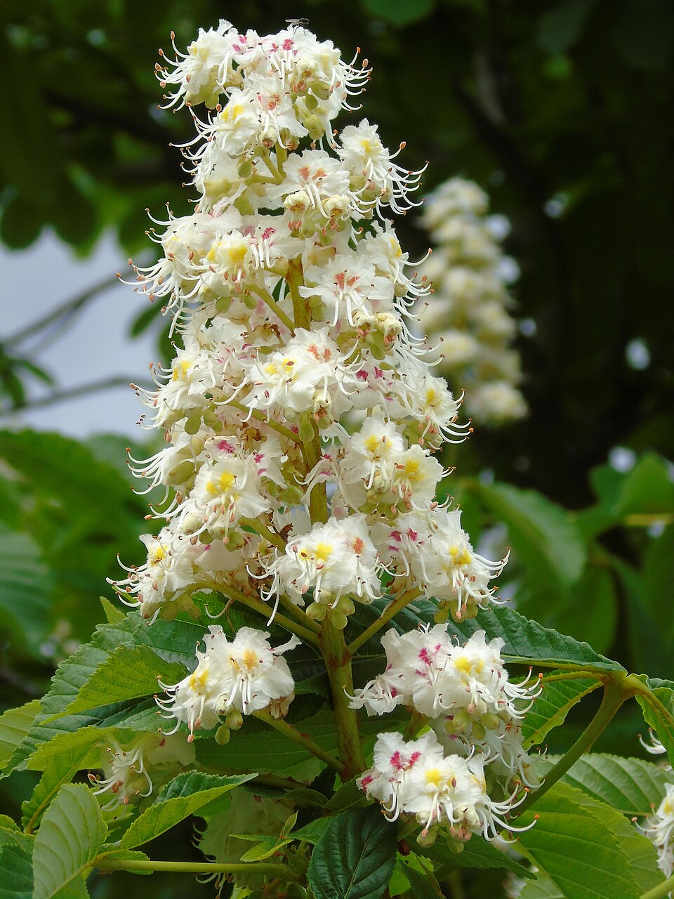 Aesculus Hippocastanum
