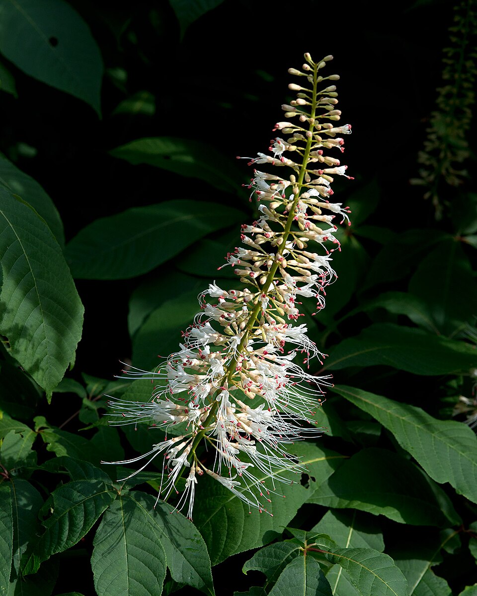Aesculus Parviflora