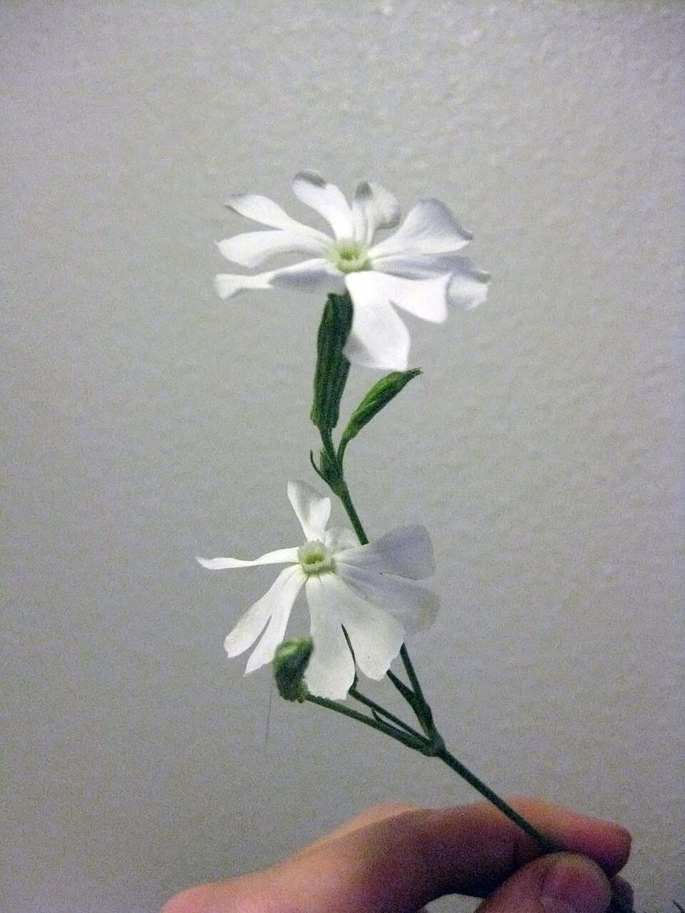 African Dream Root