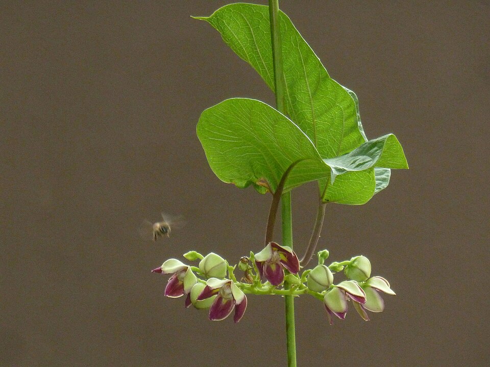 African Ginseng