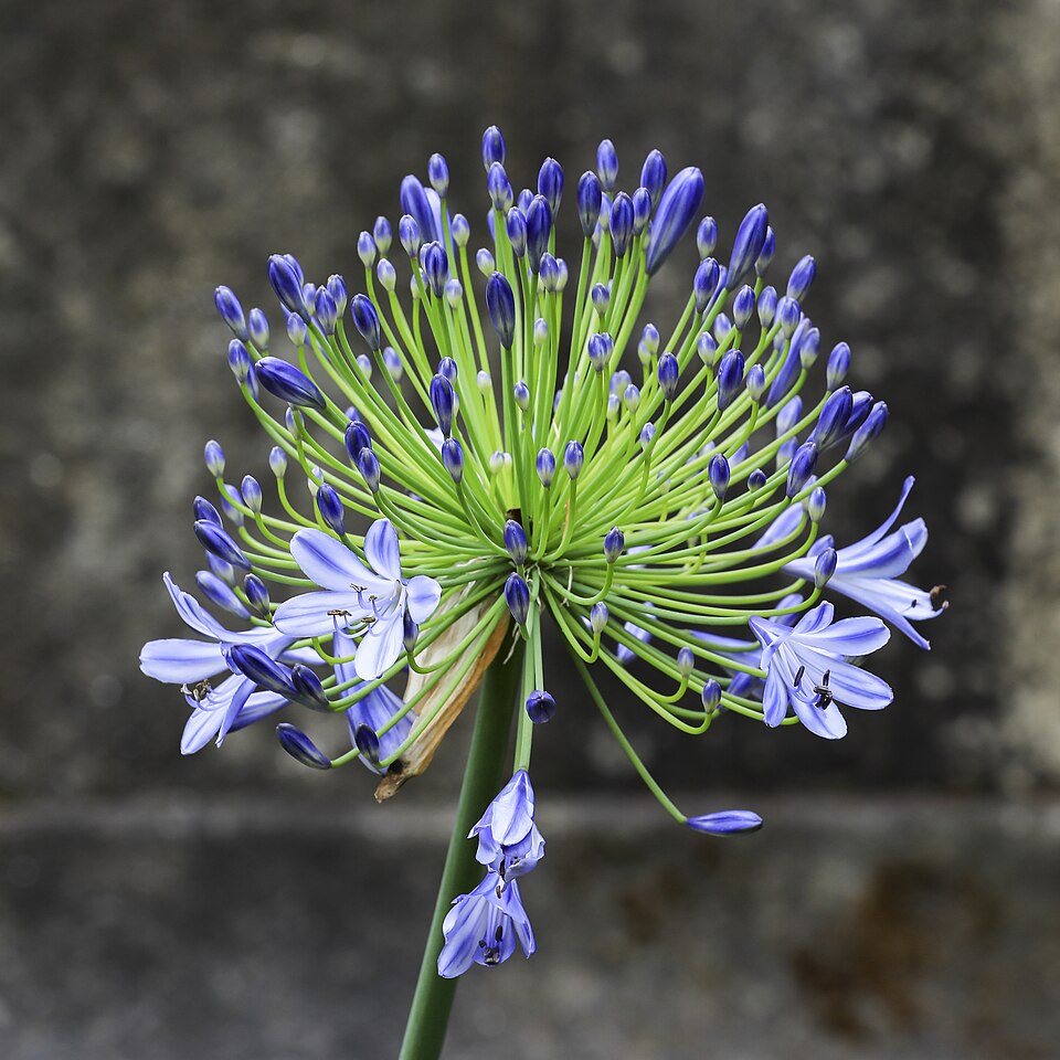 Agapanthus Africanus