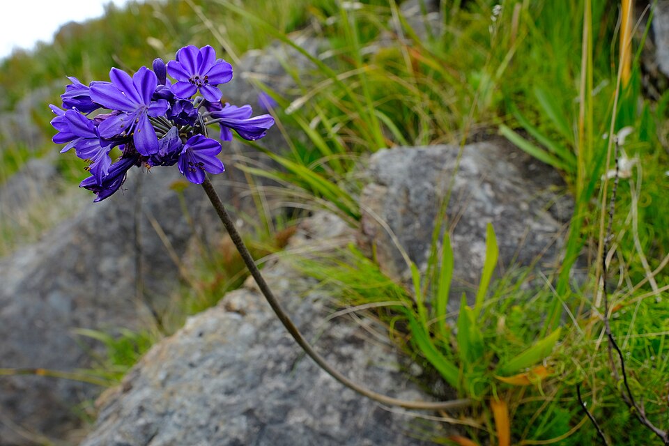 Agapanthus