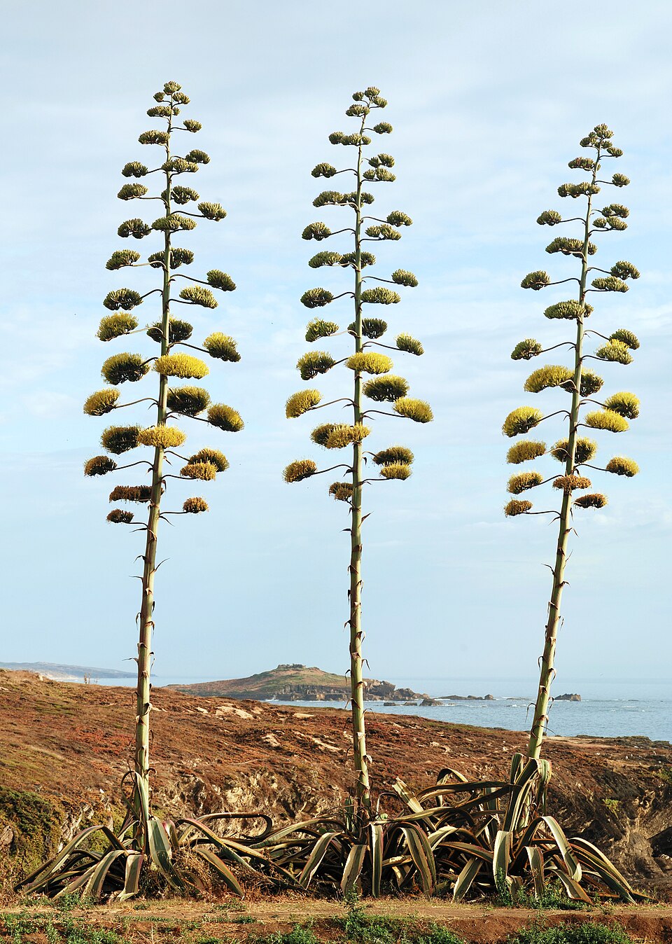 Agave Medicinal