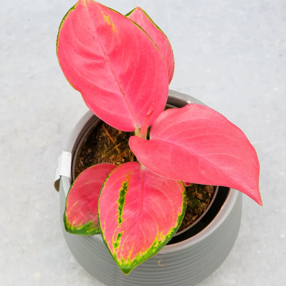 Aglaonema Pink