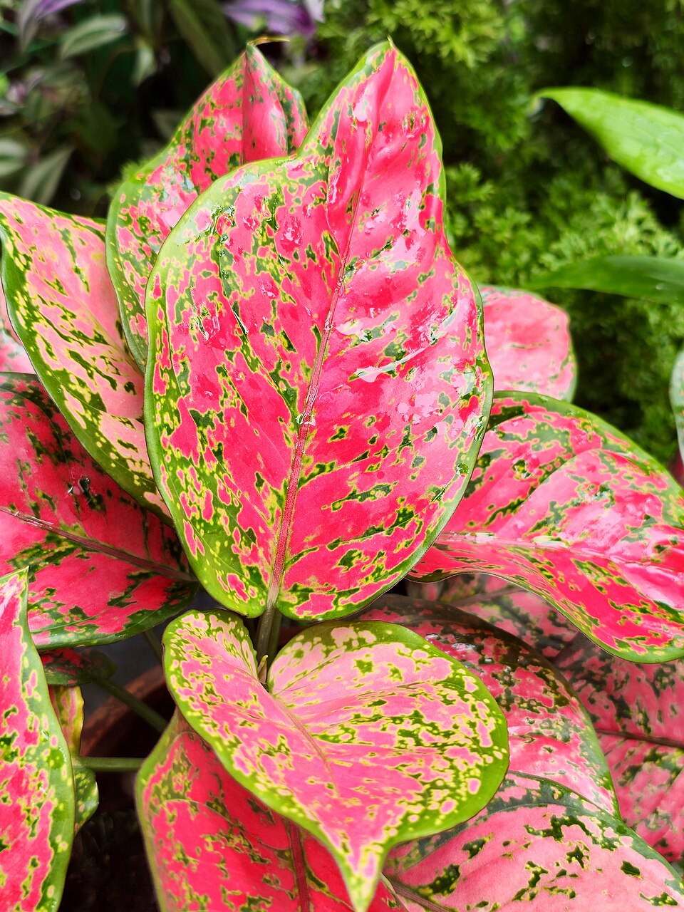 Aglaonema Red