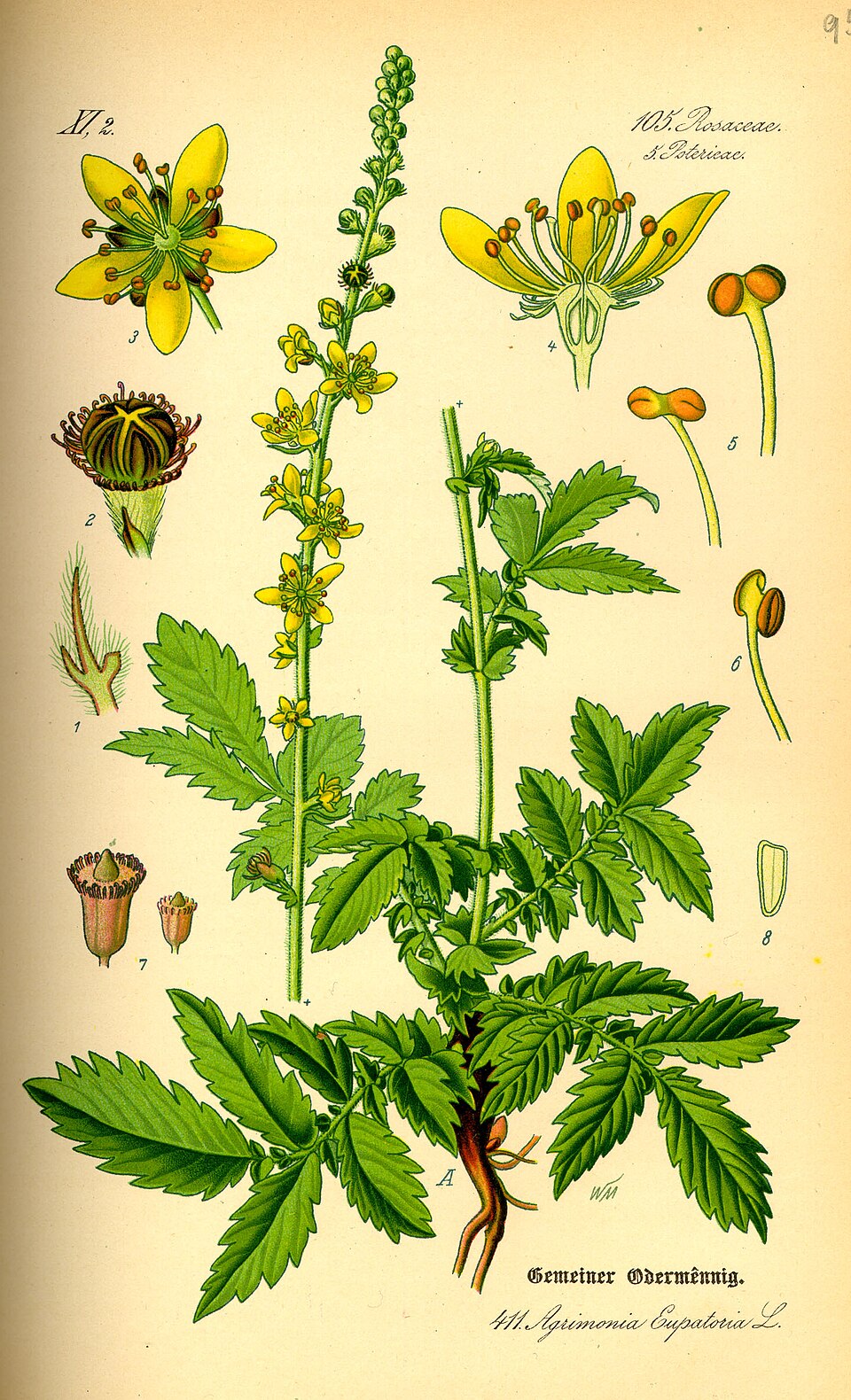 Agrimony