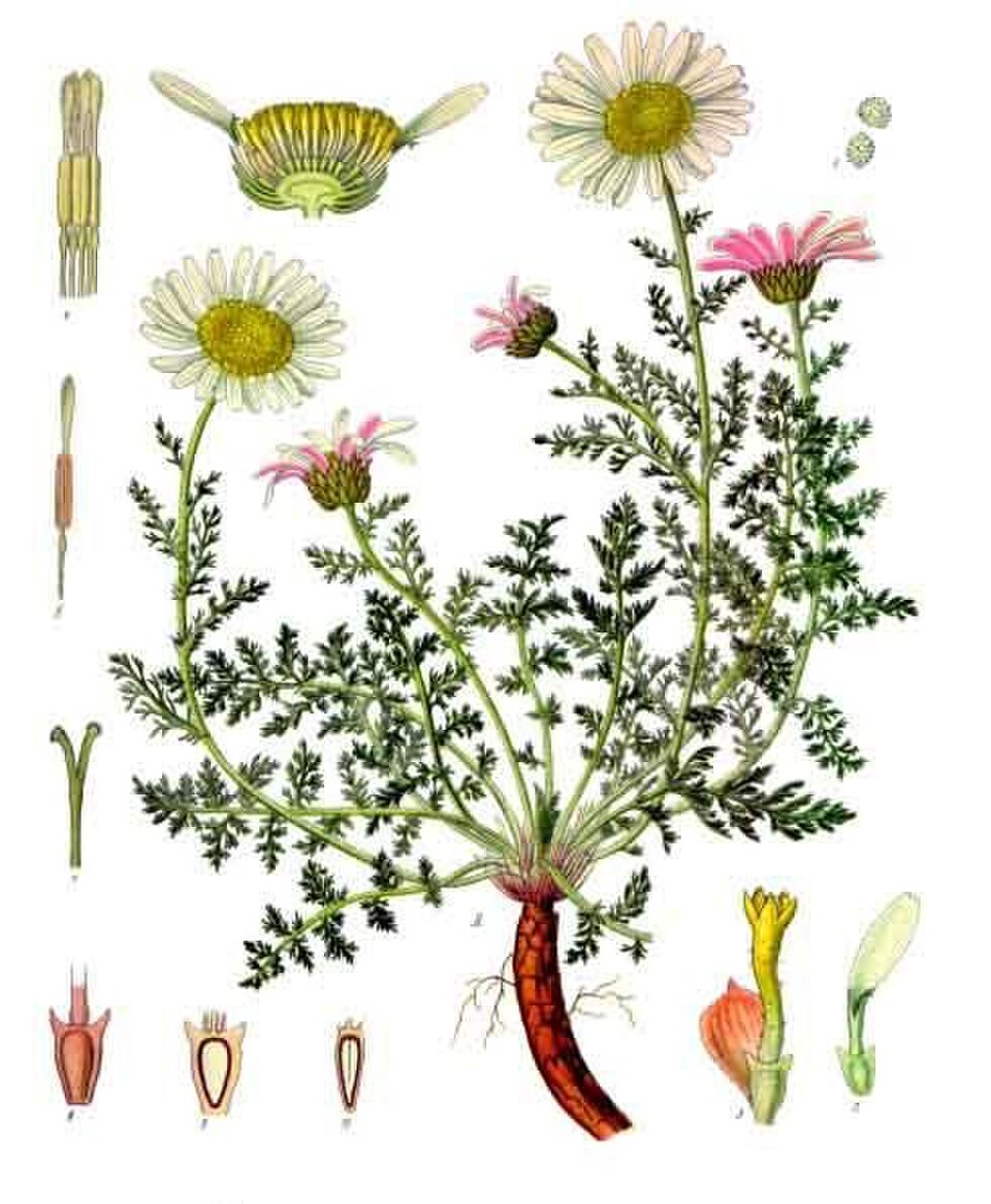 Akarkara