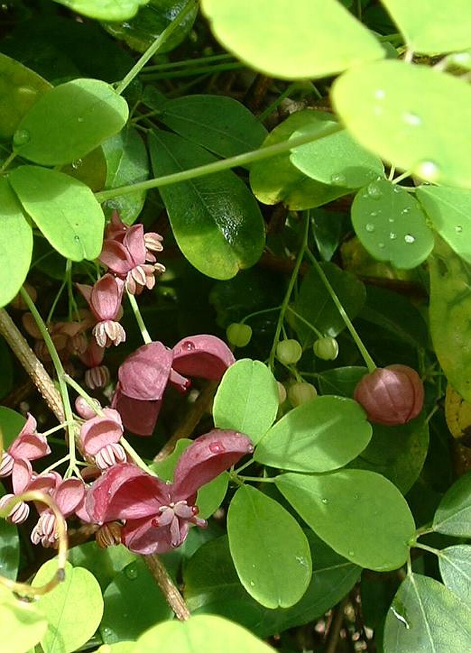 Akebia Vine