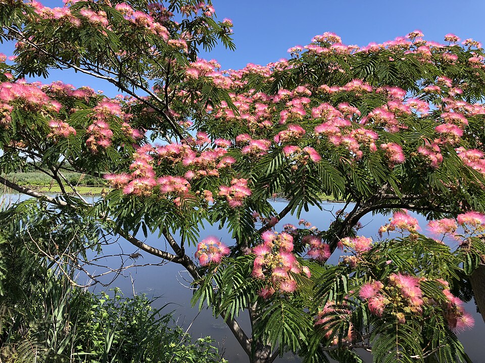Albizia
