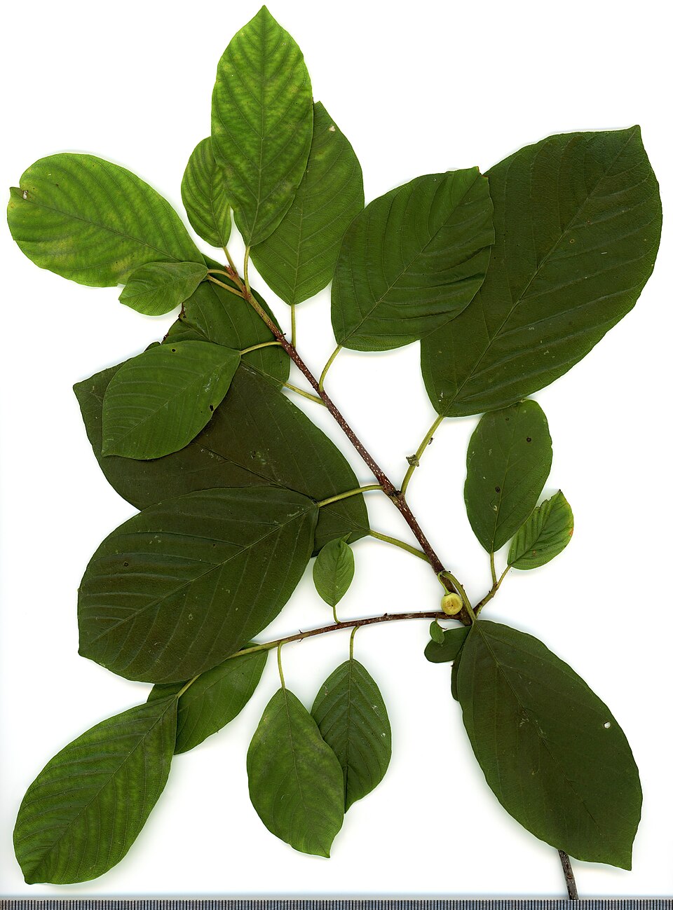 Alder Buckthorn