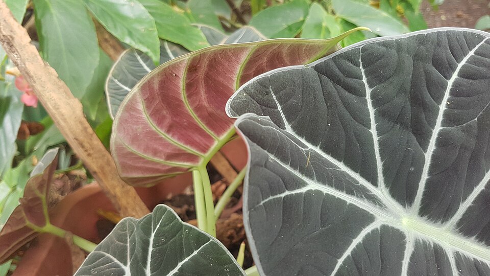 Alocasia Black Velvet