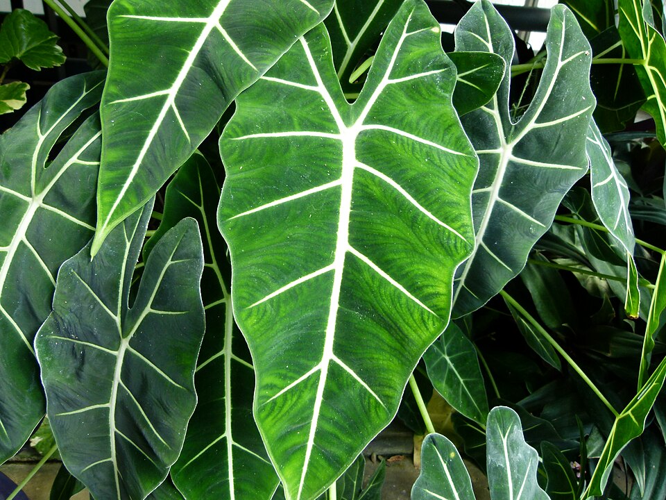 Alocasia Frydek