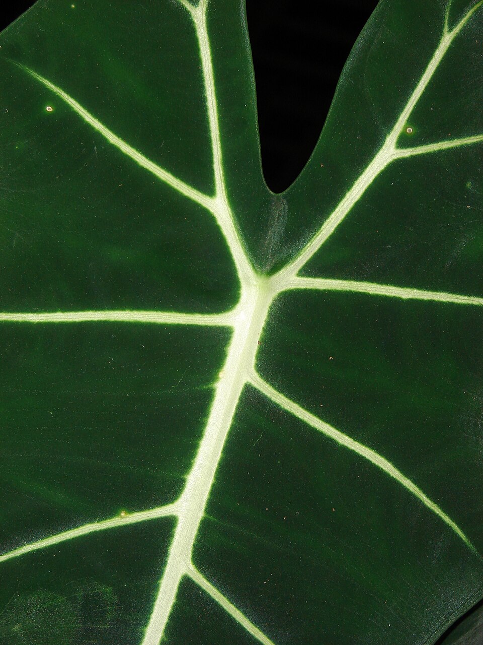 Alocasia Frydek