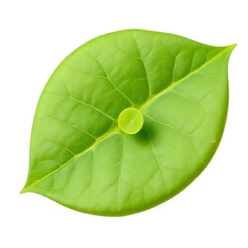 Shankhpushpi leaf structure and venation pattern close-up