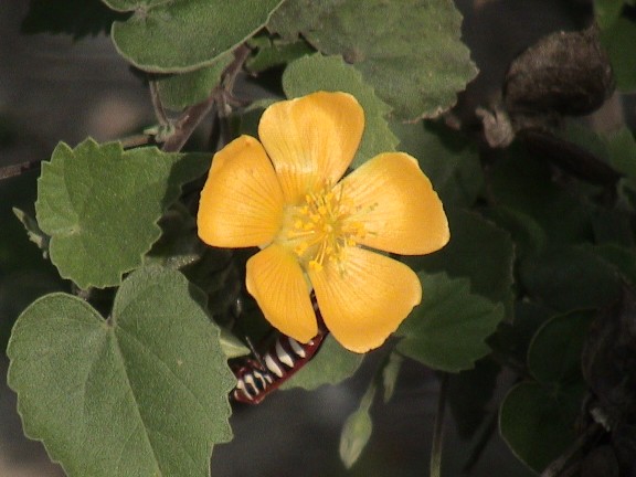 Abutilon