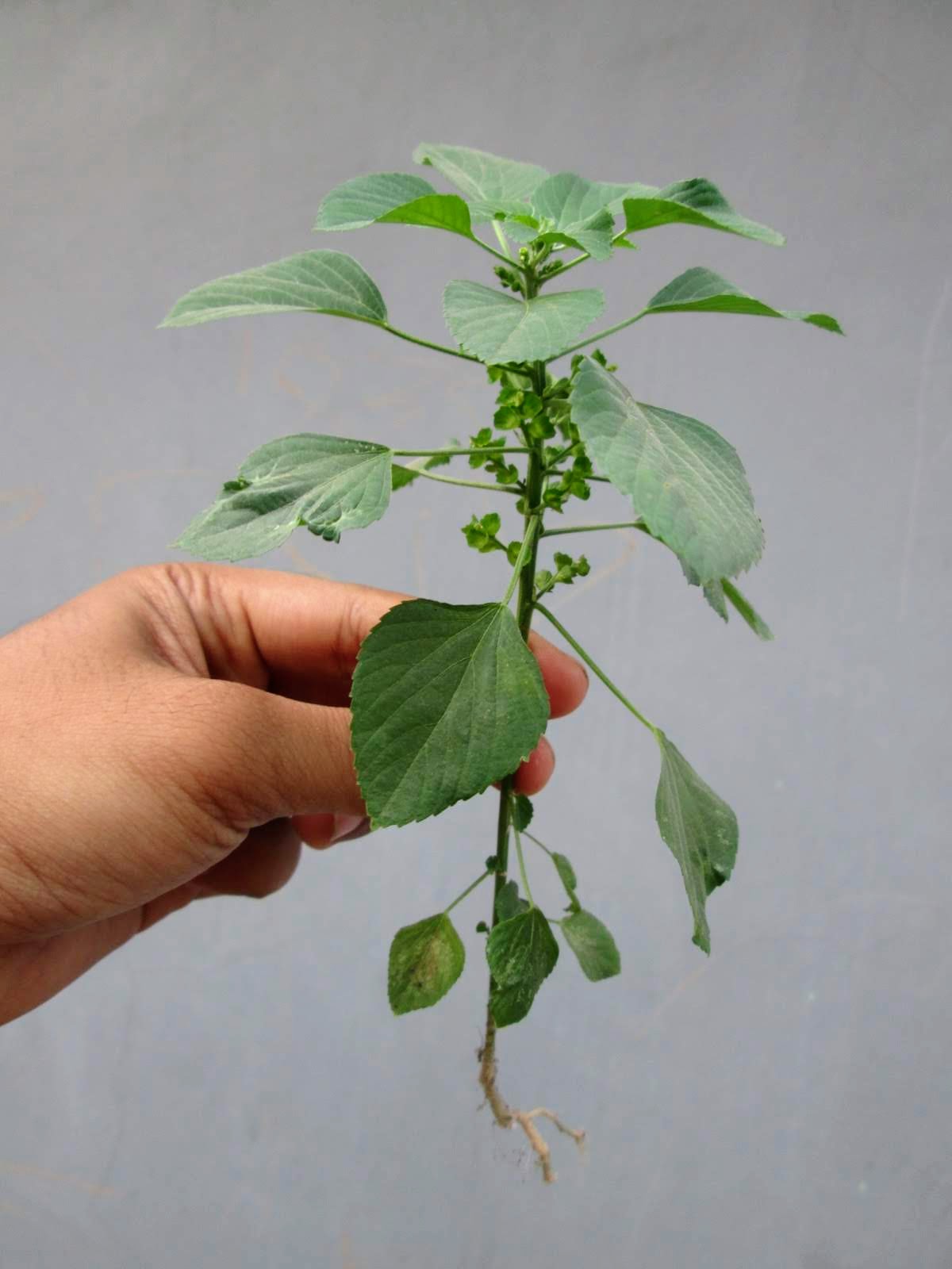 Acalypha