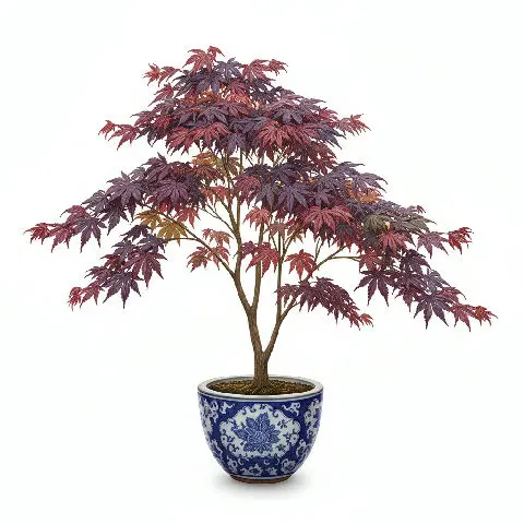 Acer Palmatum Bloodgood