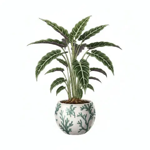 Alocasia Lauterbachiana
