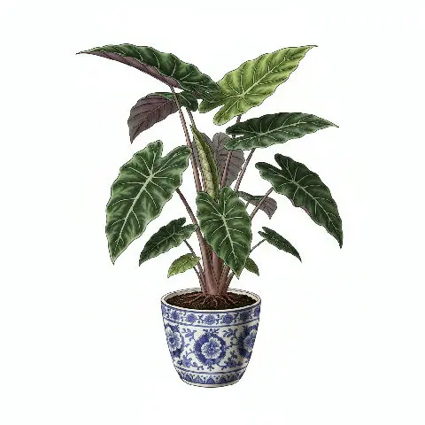 Alocasia Wentii: The Hardy Alocasia with Striking Foliage and Unique Uses