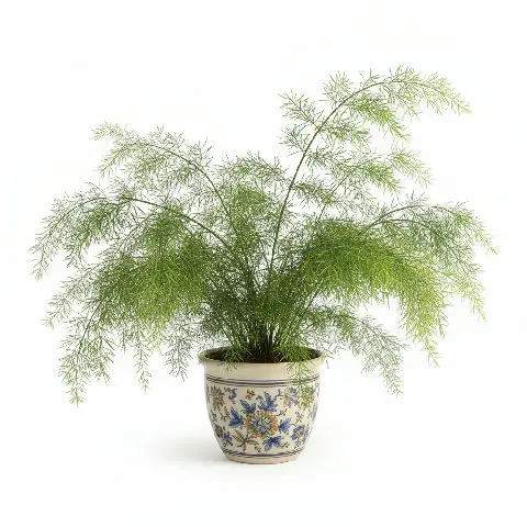 Asparagus Sprengeri plant in natural habitat - complete guide