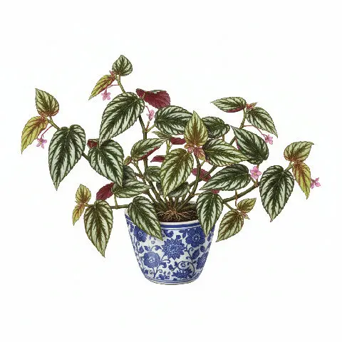 Begonia Listada plant in natural habitat - complete guide