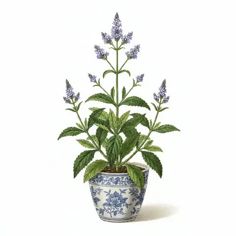 Blue Vervain plant in natural habitat - complete guide