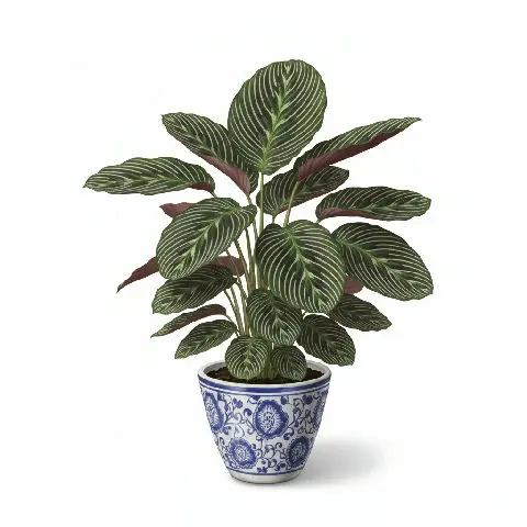 Calathea Pinstripe plant in natural habitat - complete guide