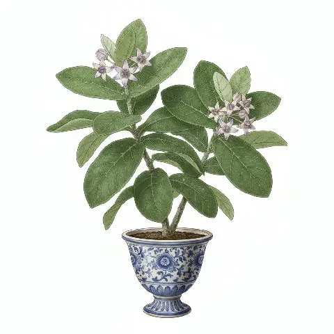 Calotropis plant in natural habitat - complete guide