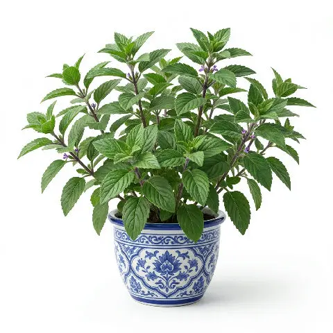 Kapoor Tulsi (Camphor Basil) plant in natural habitat - complete guide