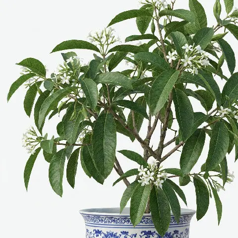 Kutaja (Kurchi Bark) plant in natural habitat - complete guide
