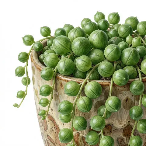 String of Pearls plant in natural habitat - complete guide