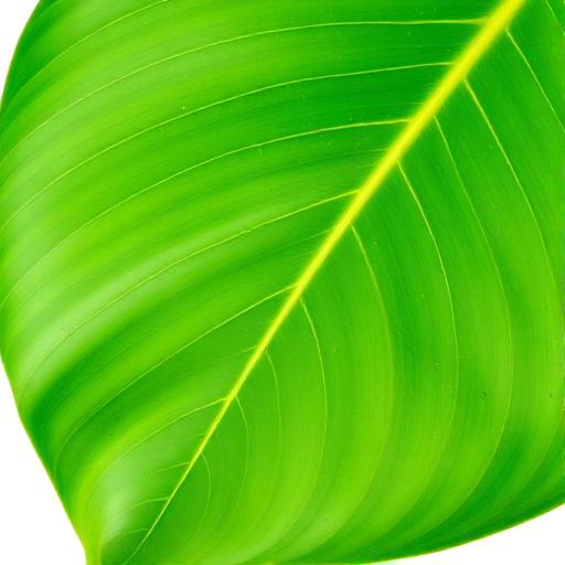 Turmeric leaf structure and venation pattern close-up